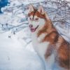 Brown Husky Winter Scene Paint By Numbers