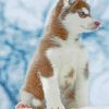 Brown Husky in Snow Paint By Numbers