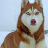 Blue-Eyed Brown Husky Paint By Numbers