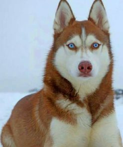 Blue-Eyed Brown Husky Paint By Numbers