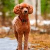 Brown Poodle Dog Paint By Numbers