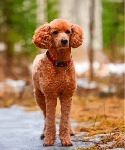 Brown Poodle Dog Paint By Numbers