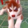 Brown Husky Puppy Painting By Numbers