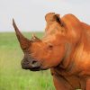 Brown Rhinoceros African Animals Paint By Numbers