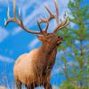 Majestic Bull Elk in Forest Paint By Numbers