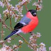 Bullfinch Finches Paint By Numbers
