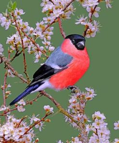 Bullfinch Finches Paint By Numbers
