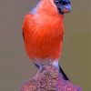 Colorful Bullfinch Paint By Numbers