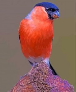 Colorful Bullfinch Paint By Numbers