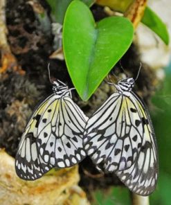 Butterflies Heart Paint By Numbers