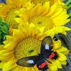 Butterflies and Sunflowers Paint By Numbers