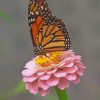 Monarch Butterfly on Pink Blooms Paint By Numbers
