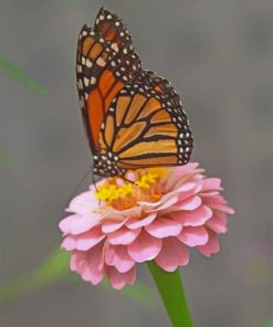 Monarch Butterfly on Pink Blooms Paint By Numbers