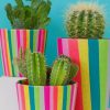 Cactus Vases Paint By Numbers