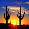 Beautiful Cactus Sunrise View Paint By Numbers