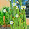 White Cactus Bloom Paint By Numbers