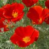 California Poppy Red Florals Paint By Numbers