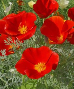 California Poppy Red Florals Paint By Numbers