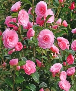 Pink Camellia Flowers Paint By Numbers