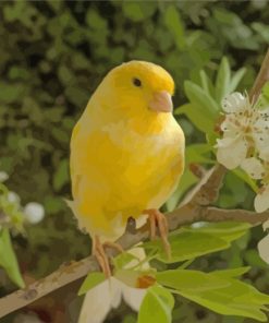Canary Birds Paint By Numbers