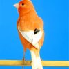 Colorful Canary Bird Paint By Numbers