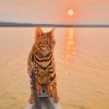 Bengal Cat Sunrise Paint By Numbers