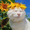 Lovely White Cat with Sunflowers Paint By Numbers