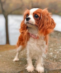 Cavalier Puppy Dog Paint By Numbers