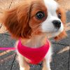 Cavalier King Charles Puppy Paint By Numbers