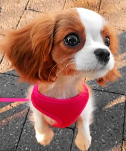 Cavalier King Charles Puppy Paint By Numbers