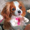 Adorable Cavalier Puppy Paint By Numbers