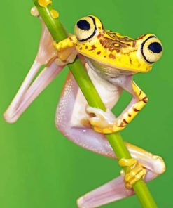 Chachi Tree Frog Animal Paint By Numbers
