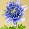 Chrysanthemum Flower Paint By Numbers
