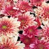Chrysanthemum Flower Art Paint By Numbers