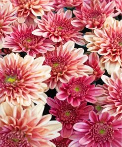 Chrysanthemum Flower Art Paint By Numbers