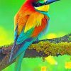 Colorful Bird Species Paint By Numbers