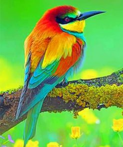 Colorful Bird Species Paint By Numbers