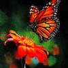 Monarch Butterfly Natural Beauty Paint By Numbers