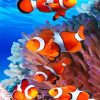 Colorful Ocean Clownfish Paint By Numbers