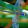 Colorful Insect Dragonfly Paint By Numbers