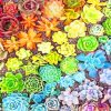 Colorful Succulent Plants Paint By Numbers