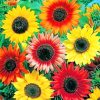 Red and Yellow Sunflowers Paint By Numbers