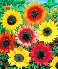 Red and Yellow Sunflowers Paint By Numbers