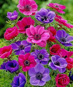Pink and Purple Anemone Paint By Numbers