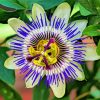 Blue Passion Flower Paint By Numbers
