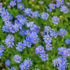 Blue Daisies Flower Paint By Numbers
