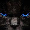 Black Cat Fantasy Paint By Numbers