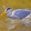 Grey Heron Water Birds Paint By Numbers