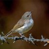 New Zealand Grey Warbler Paint By Numbers
