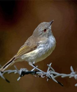 New Zealand Grey Warbler Paint By Numbers